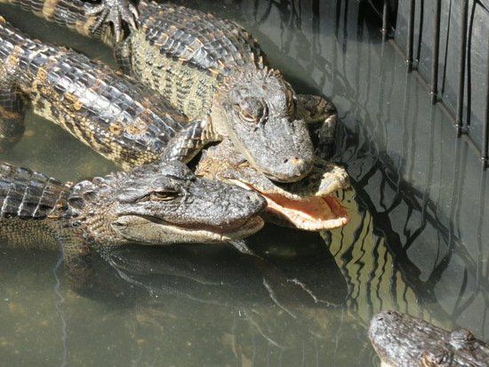 GatorWorld Parks of Florida